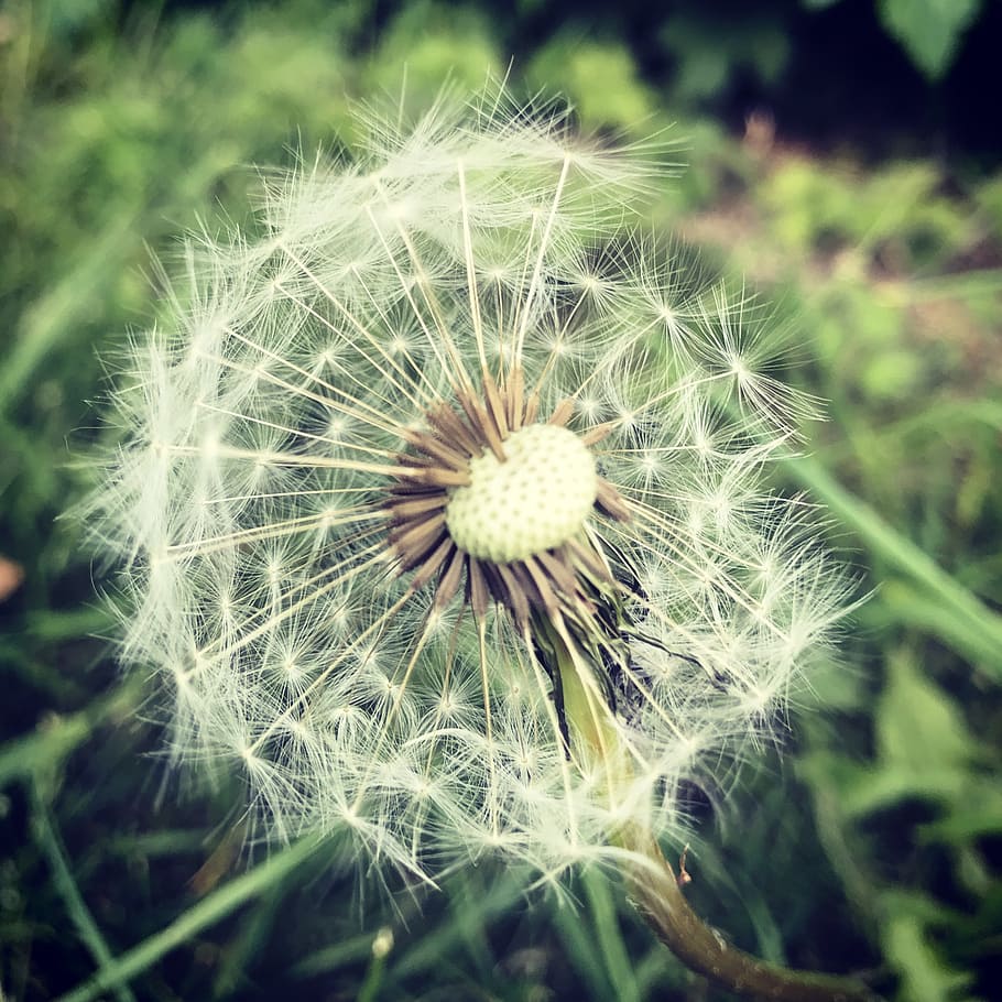 dandelion, clock, flower, summer, spring, weed, nature, plant HD wallpaper