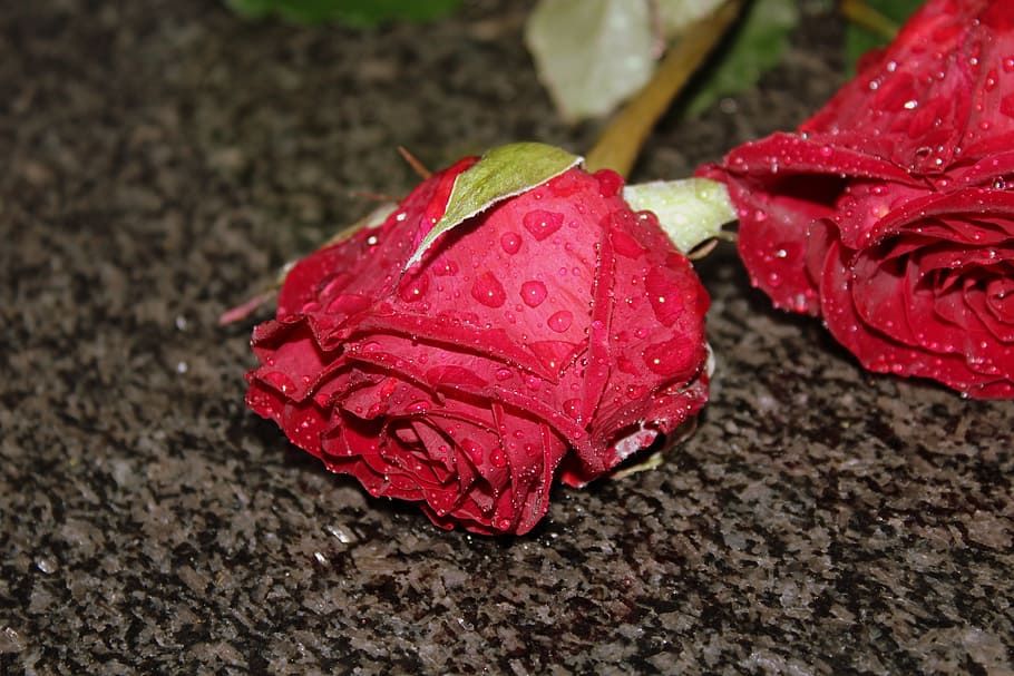rose, flower, rain, drops, rose petals, red rose, rose flower HD wallpaper