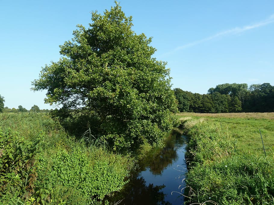 bach, field, water, flow, nature, landscape, waters, green HD wallpaper