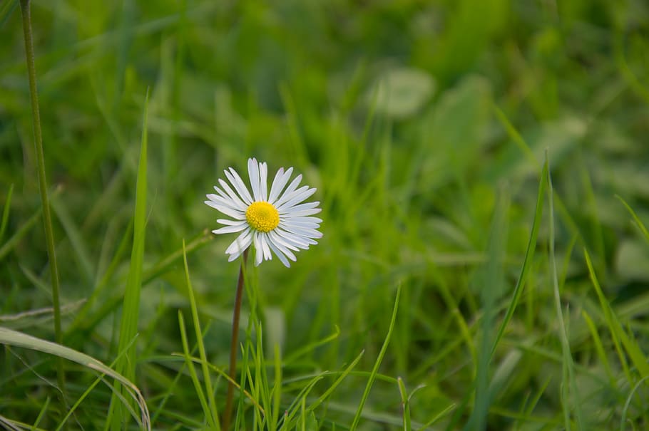 meadow, green, white, daisy, flowering plant, freshness, fragility HD wallpaper