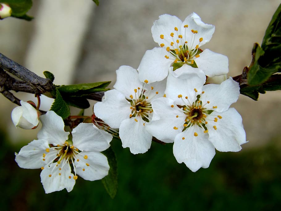 flower, white spring, casey, flowering plant, freshness, fragility HD wallpaper