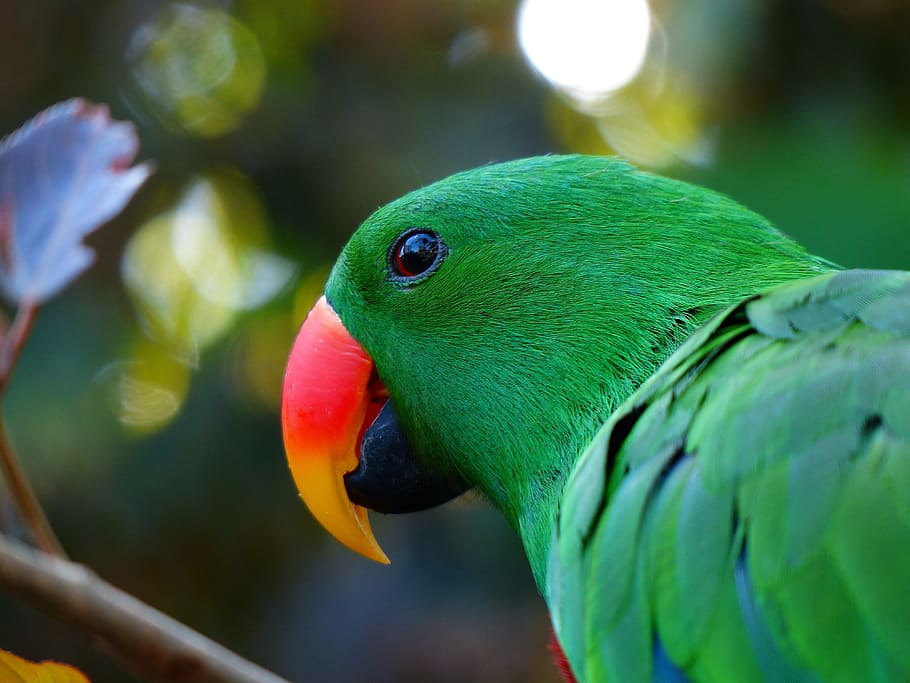 parrot, bill, red orange, plumage, green, colorful, look, to watch, HD wallpaper