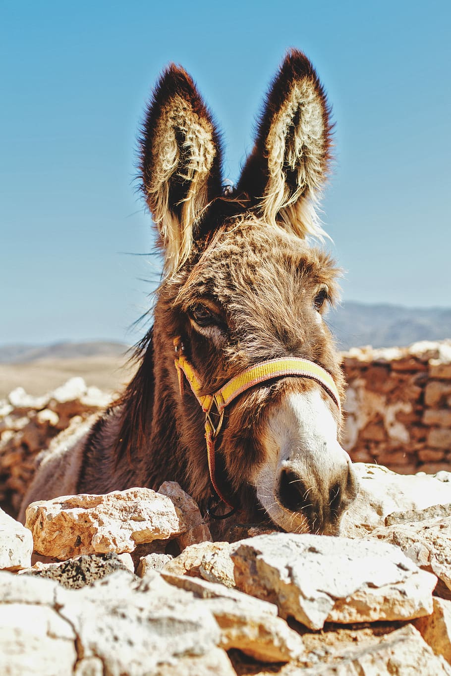brown donkey standing beside brick wall, shallow focus photography of brown donkey HD wallpaper