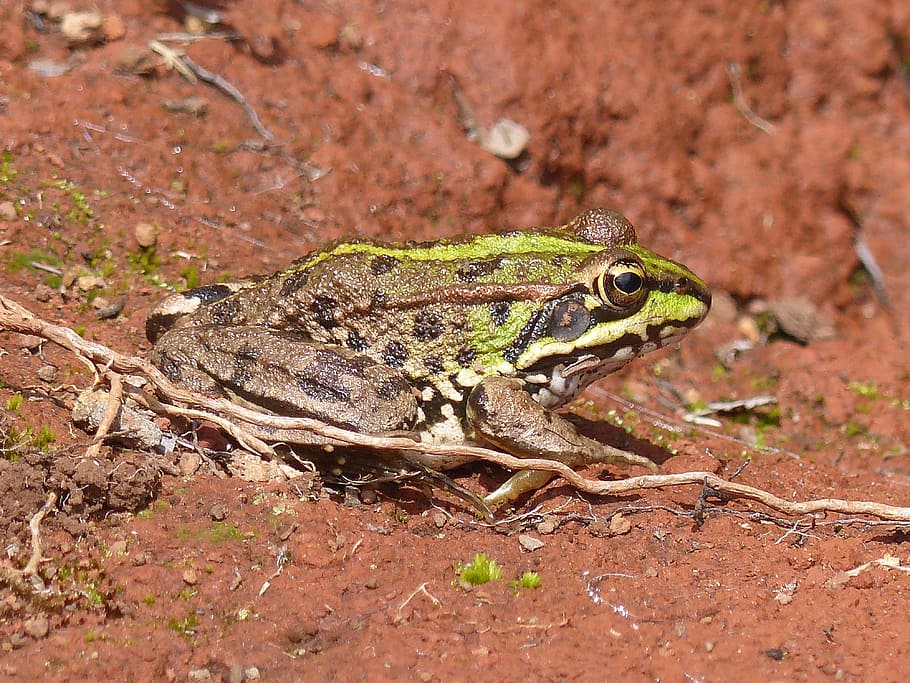 madeira, frog, toad, animal, gerardo, fauna, animal themes HD wallpaper