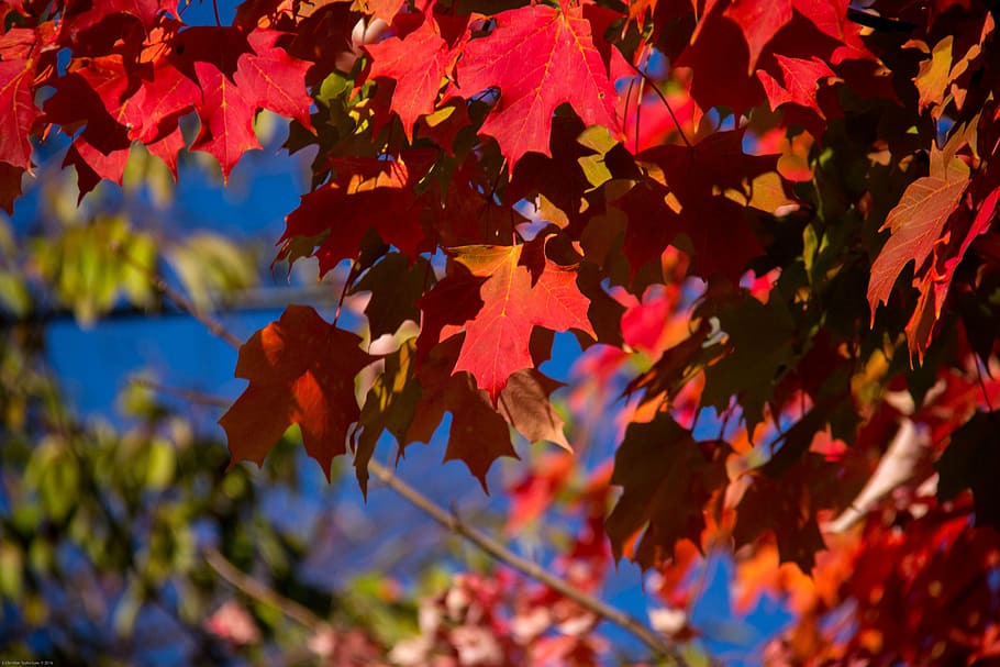 fall, autumn, leaves, maple, red, plant part, leaf, change HD wallpaper