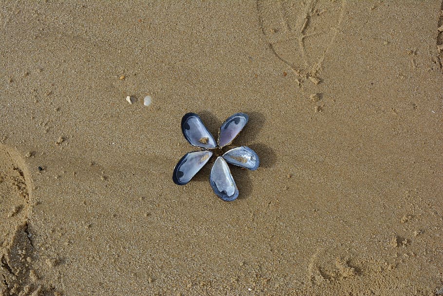 Mussels, Image, Artwork, most beach, by the sea, flower, flower shape HD wallpaper