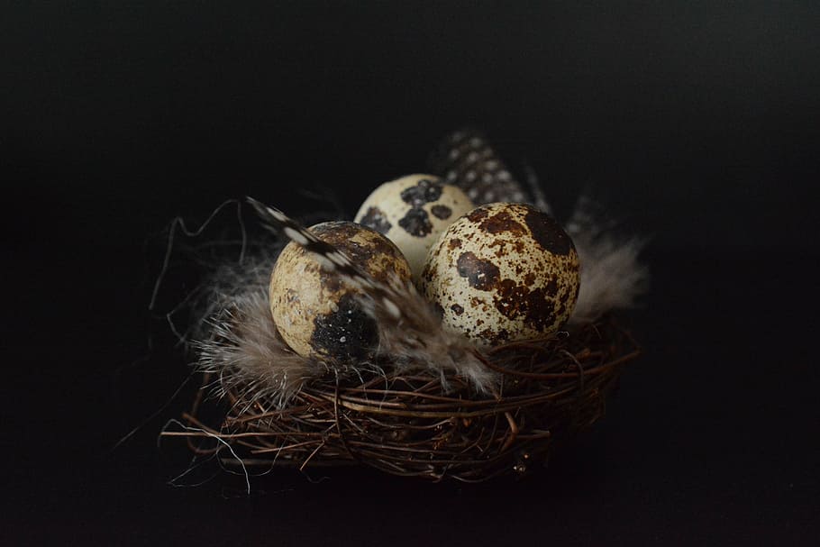 photo of three egg shells on nest, quail eggs, easter decoration HD wallpaper