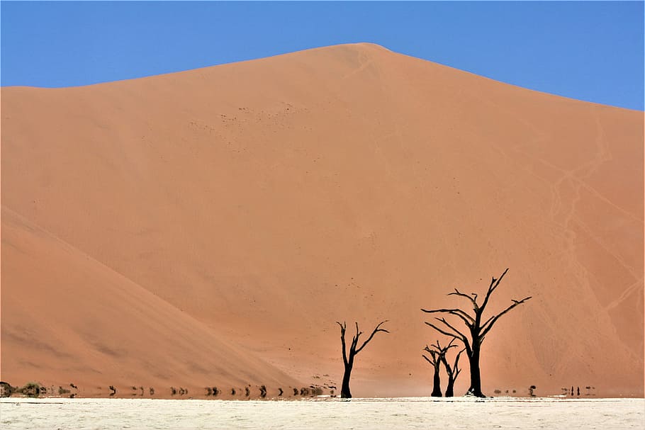 leafless tree in desert, bare trees near the mountain, dune, sand HD wallpaper