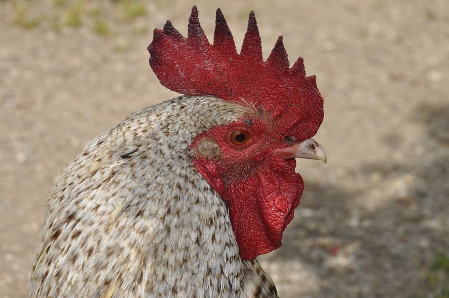 Hahn, Morning, Cockscomb, Poultry, bird, red, chicken - bird HD wallpaper