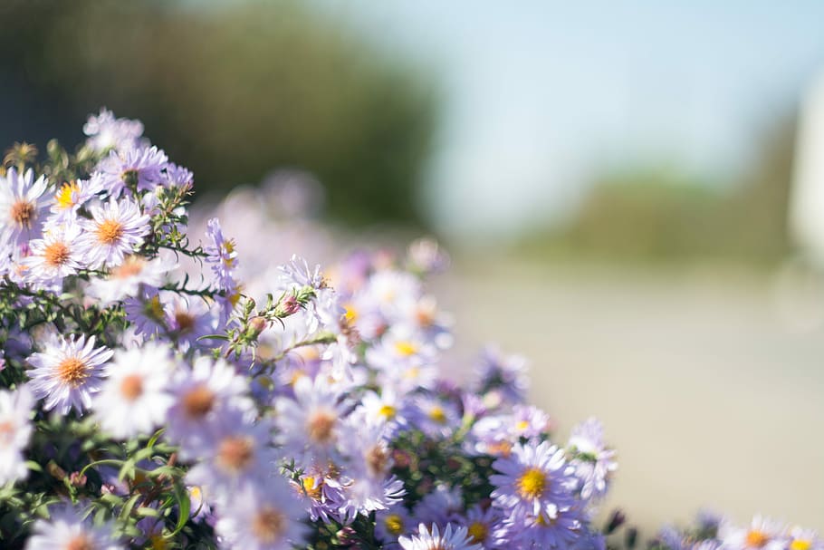 close up photo of purple petaled flowers, tilt-shift lens photography of white and purple daisies HD wallpaper