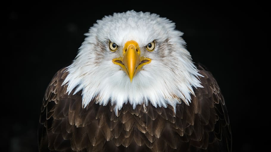 Eagle Eyes Stock Photos, Images and Backgrounds for Free Download