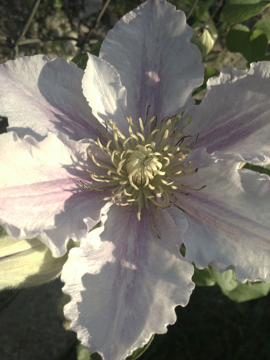 clematis, trailer, pink clematis, nature, plant, flower, summer HD wallpaper