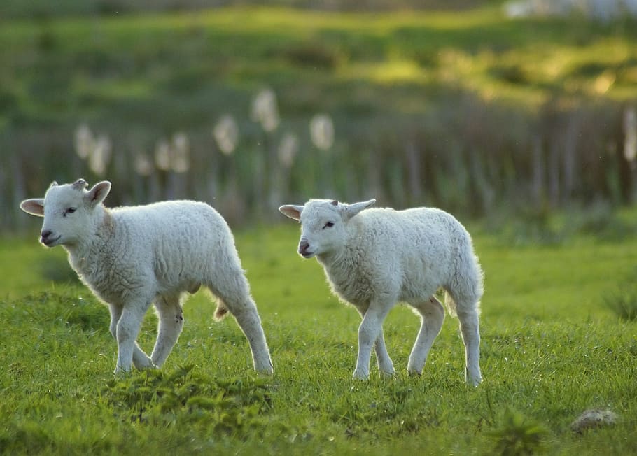 lambs, hiking, hike, sheep, grass, green, spring, animal children, HD wallpaper