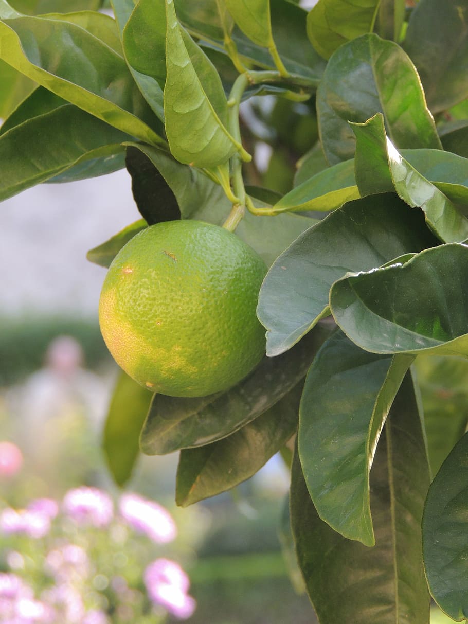 lemon, fruit, green, leaves, leaf, plant part, growth, green color HD wallpaper