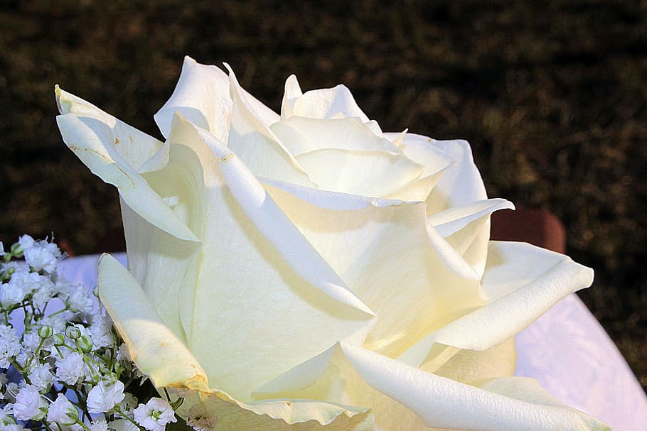 white rose flower in close-up photography, blossom, bloom, smell HD wallpaper