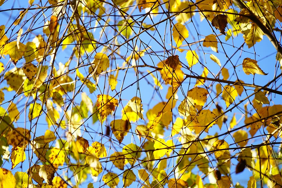 HD wallpaper: birch, autumn, leaves, fall foliage, gold, yellow, bright  yellow | Wallpaper Flare