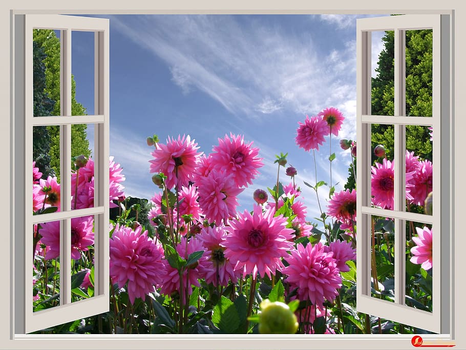 pink petaled flower near white wooden framed window at daytime HD wallpaper