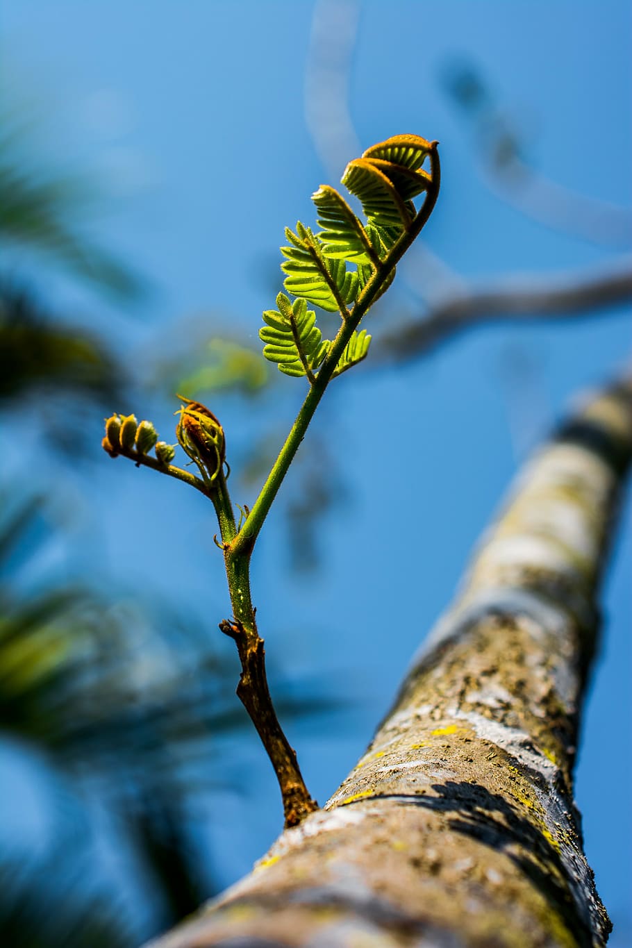 young drove, branches, tree, plant, spring, selective focus HD wallpaper