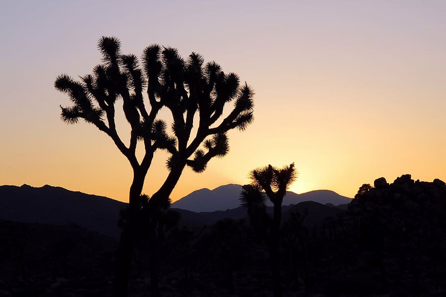 silhouette of trees, sunset, landscape, mountains, joshua tree HD wallpaper