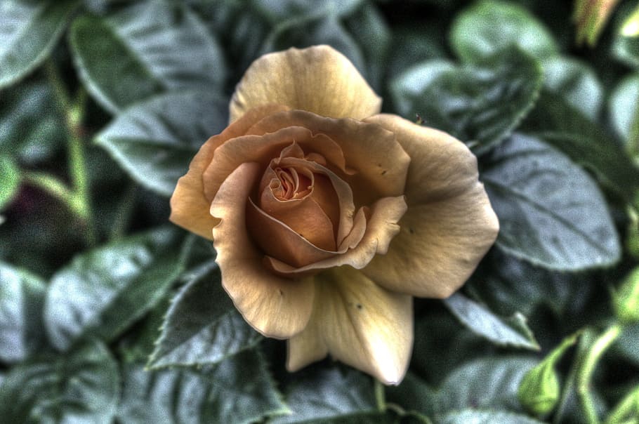 Flower, Hdr, Nature, Close, Blossoms, blossomed, spring, growth HD wallpaper