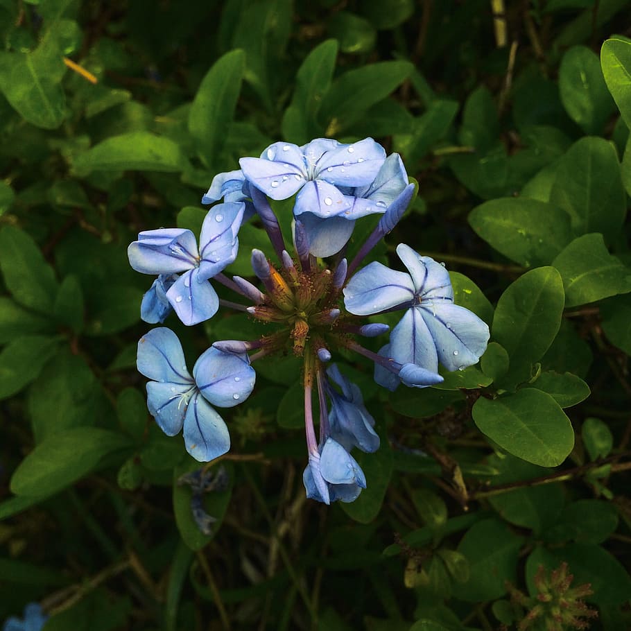 Blue, Flower, Nature, Spring, Plant, green, green Color, leaf HD wallpaper