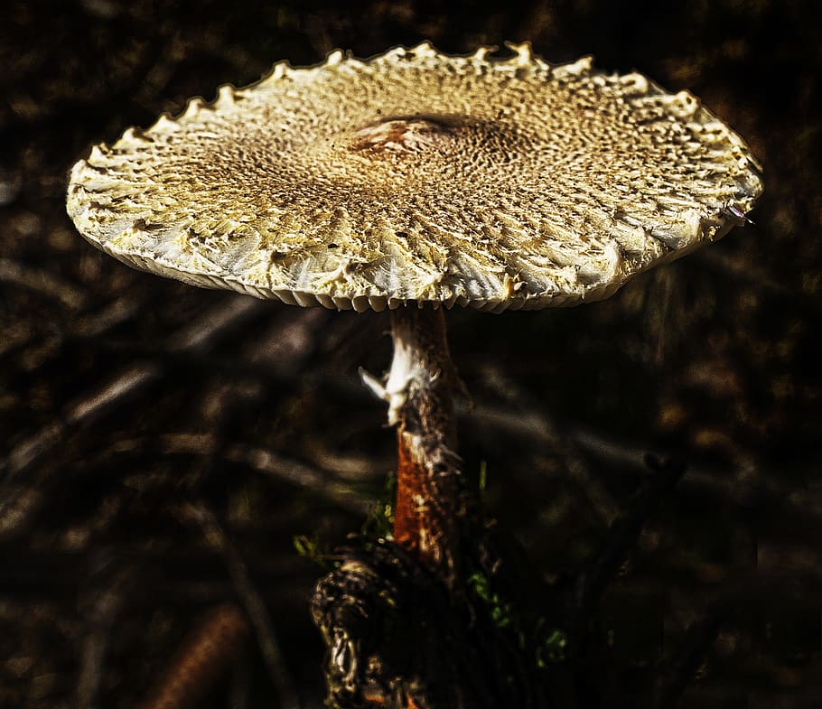mushroom, forest, moss, forest floor, autumn sun, close, autumn beginning HD wallpaper
