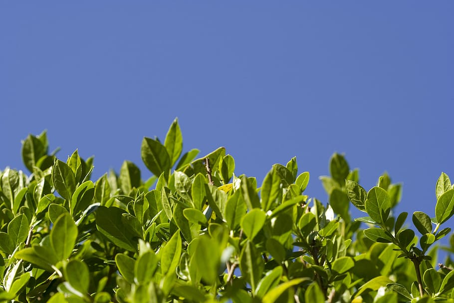 Hedge, Leaf, Leaves, Green, Green, Blue, Blue, Sky, nature HD wallpaper