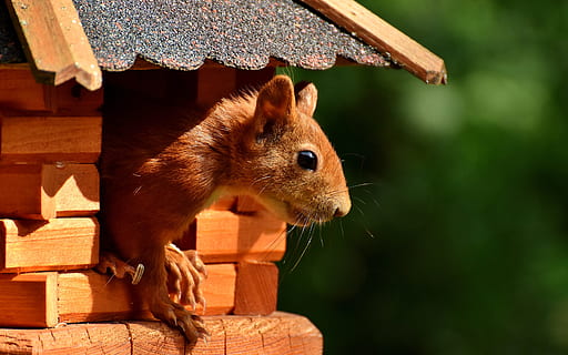 squirrel nager garden rodent thumbnail