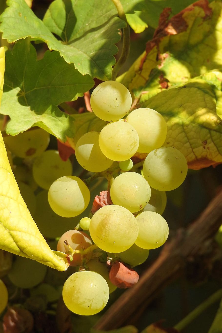 grapes, grapevine, rebstock, green, green grapes, vines stock, HD wallpaper