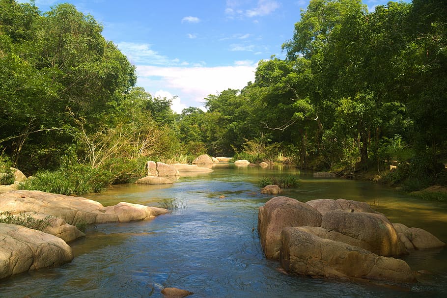 river, flow, nature, river landscape, water, tree, plant, solid HD wallpaper