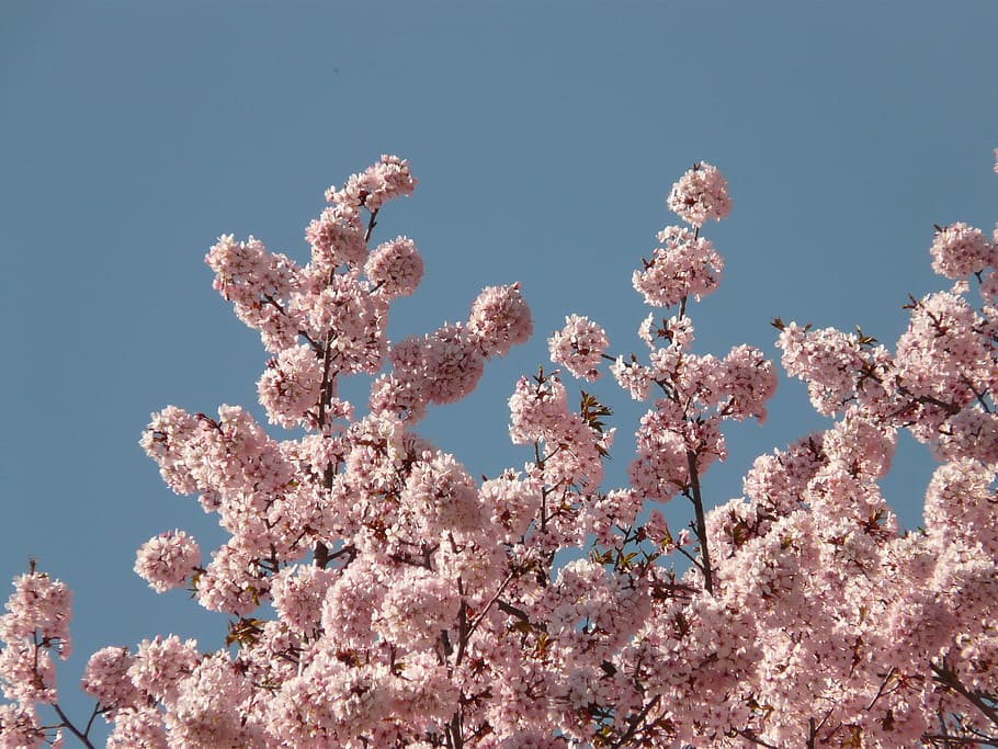 Cherry Blossom, Bloom, Tree, japanese cherry, japanese flowering cherry, HD wallpaper