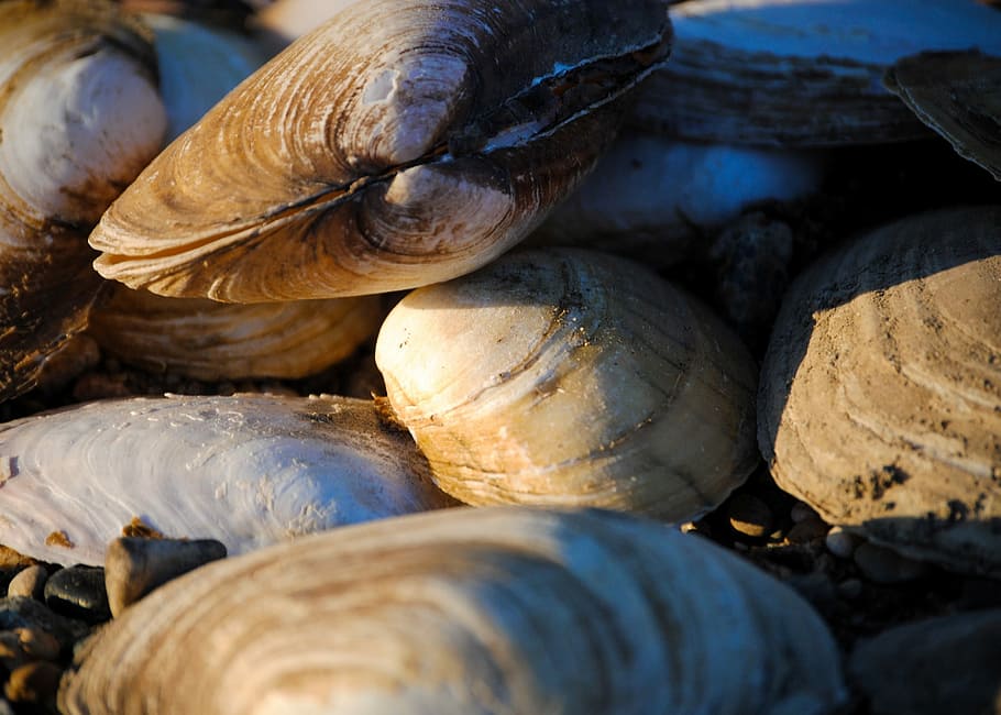Mussels, Shells, Shellfish, Food, Marine, nature, fresh, underwater HD wallpaper