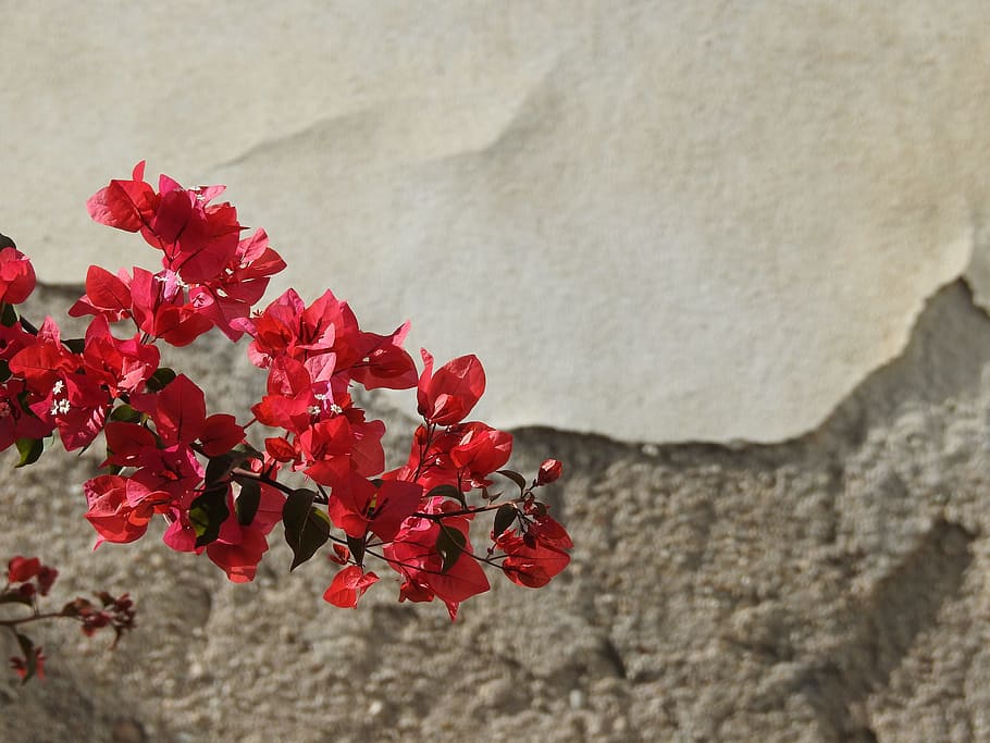 red-lake-dusia-contrast-flowers.jpg