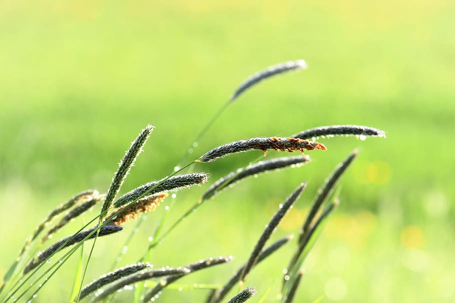 grass, meadow, raindrop, nature, green, grasses, blade of grass HD wallpaper