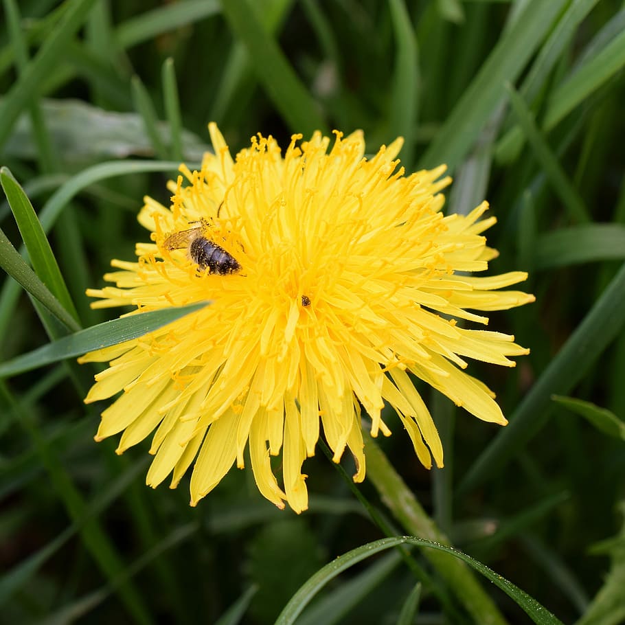 dandelion, bee, nectar, bee nectar, macro, close, honey bee HD wallpaper