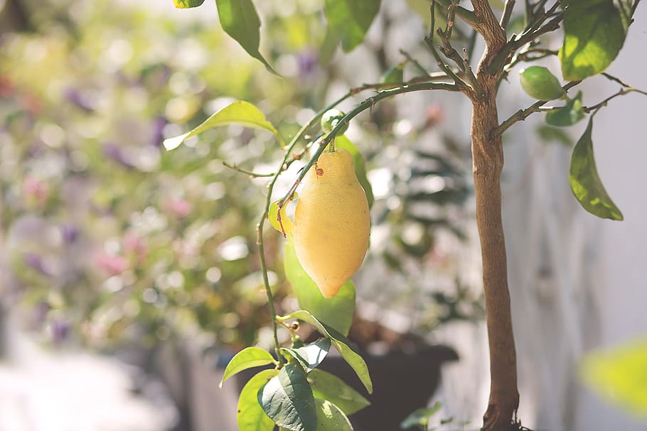 lemons, summer, lemon tree, plant, healthy eating, fruit, growth HD wallpaper