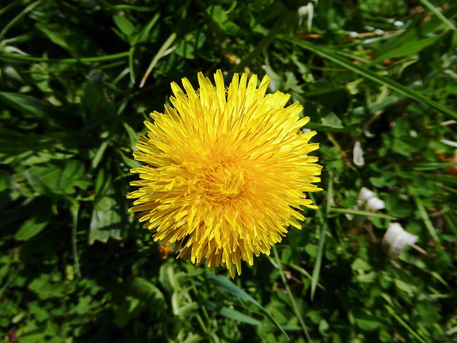 dandelion, yellow, blossom, bloom, macro, spring, nature, medicinal plant HD wallpaper