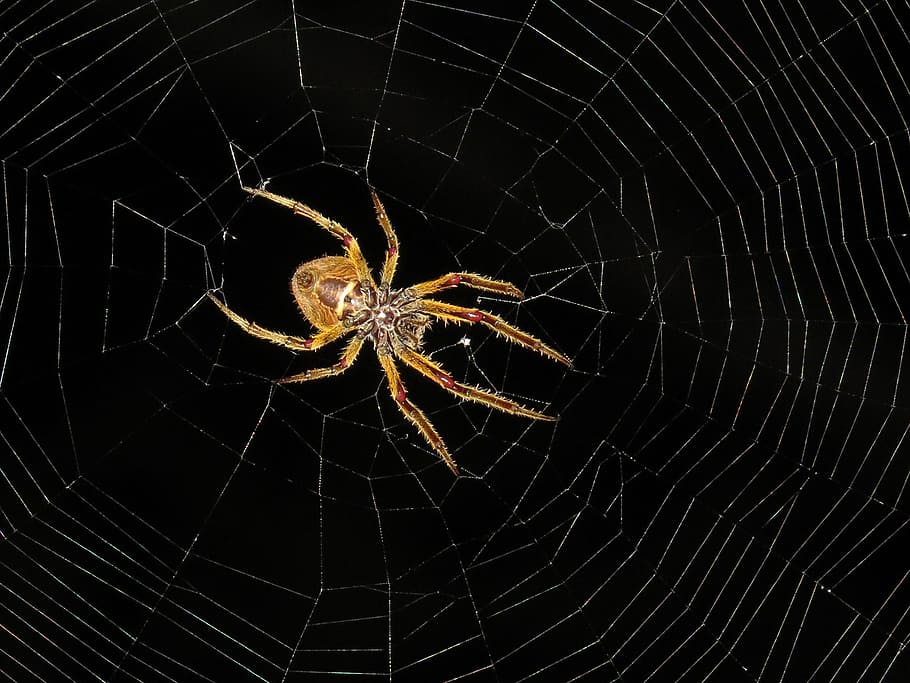 macro, insect, spider night, colombia, arachnid, spider web HD wallpaper
