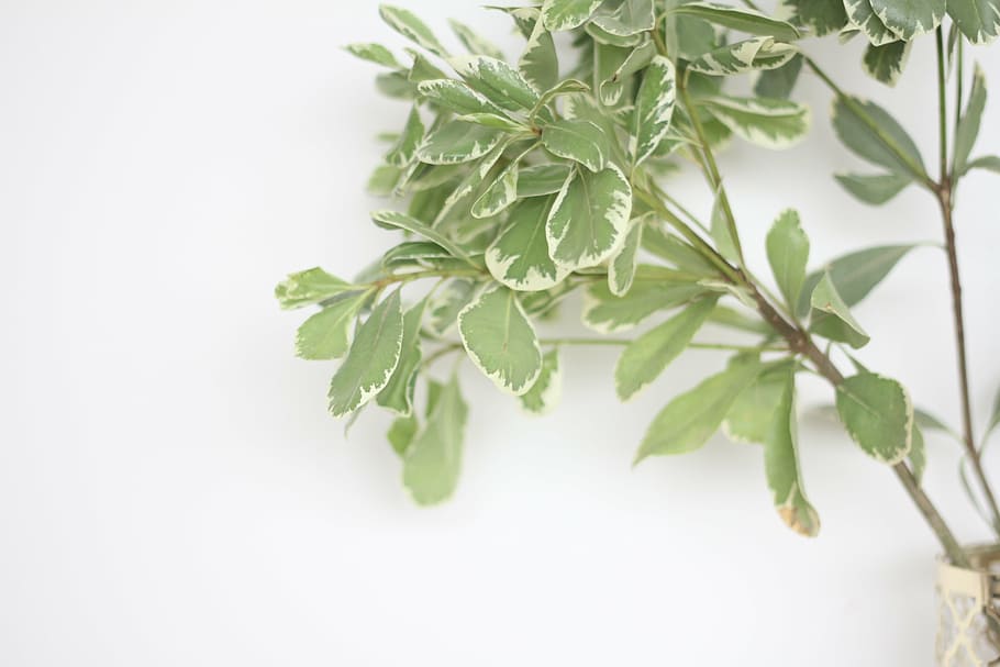 plant, wall, green, leaf, plant part, food and drink, herb HD wallpaper