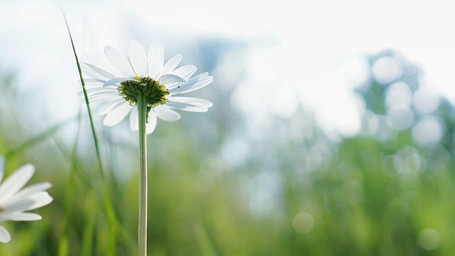 bokeh photography of a white daisy flower, bloom, blossom, chamomile HD wallpaper