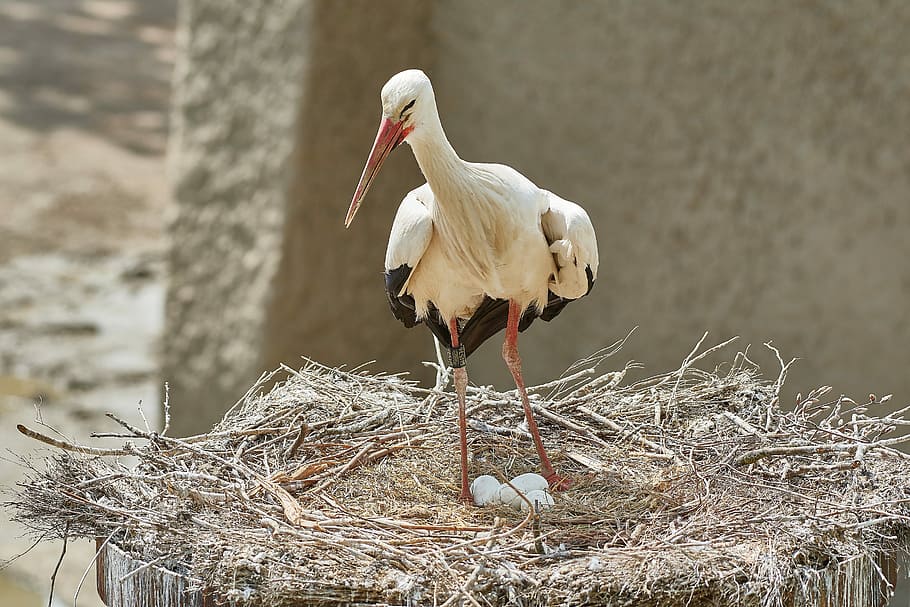 stork, nest, egg, scrim, animal world, bird, nature, bill, plumage HD wallpaper