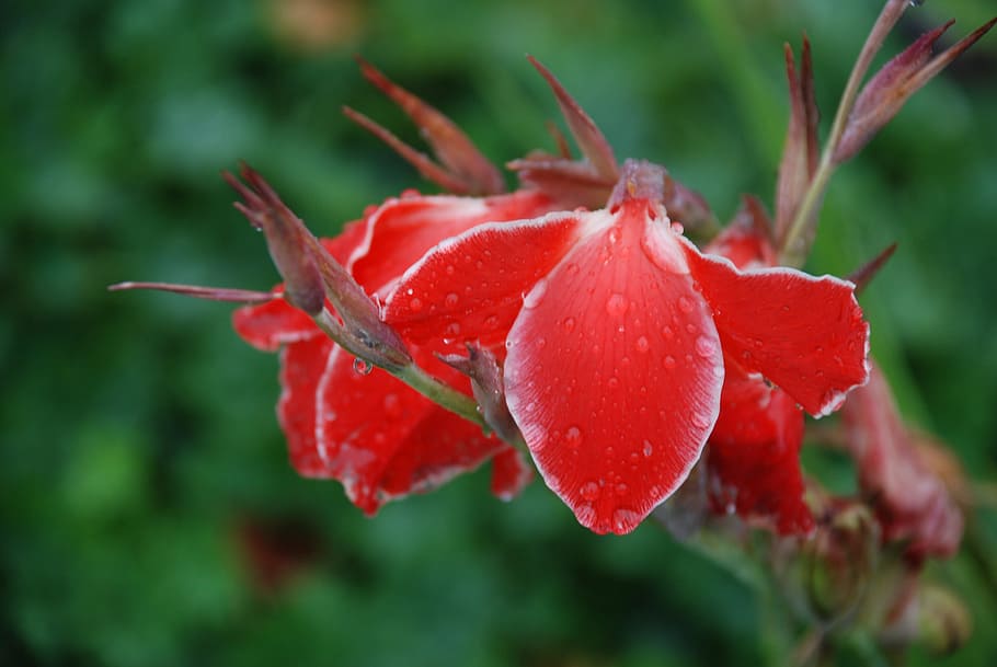 Flower, Red, Grass, Grass, Green, Green, Plant, Nature, colorful HD wallpaper