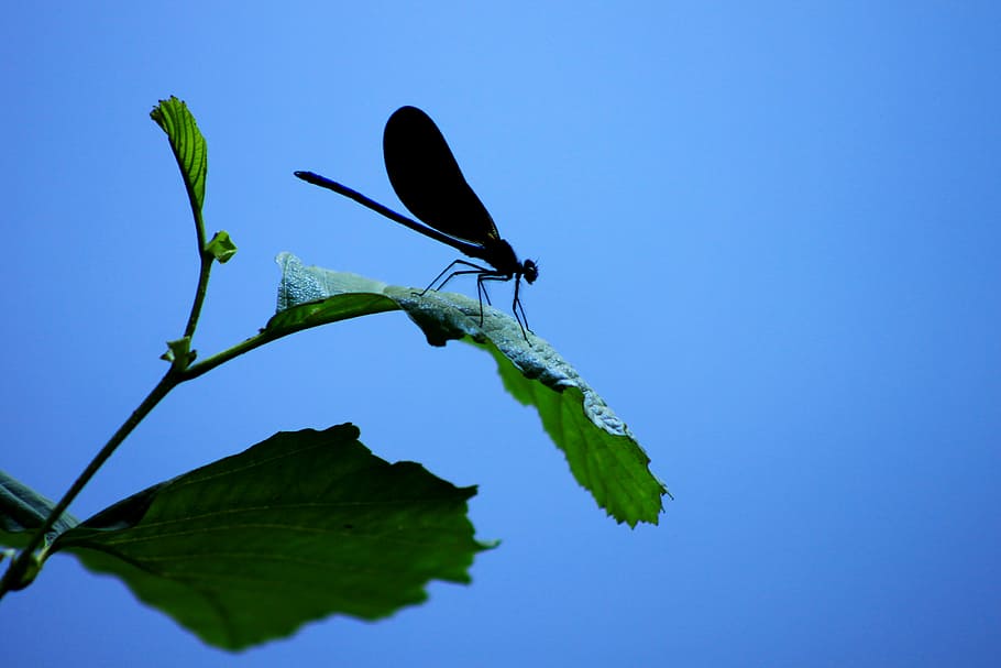 macro, blue, plant, nature, flower, insect, propeller, leaf HD wallpaper