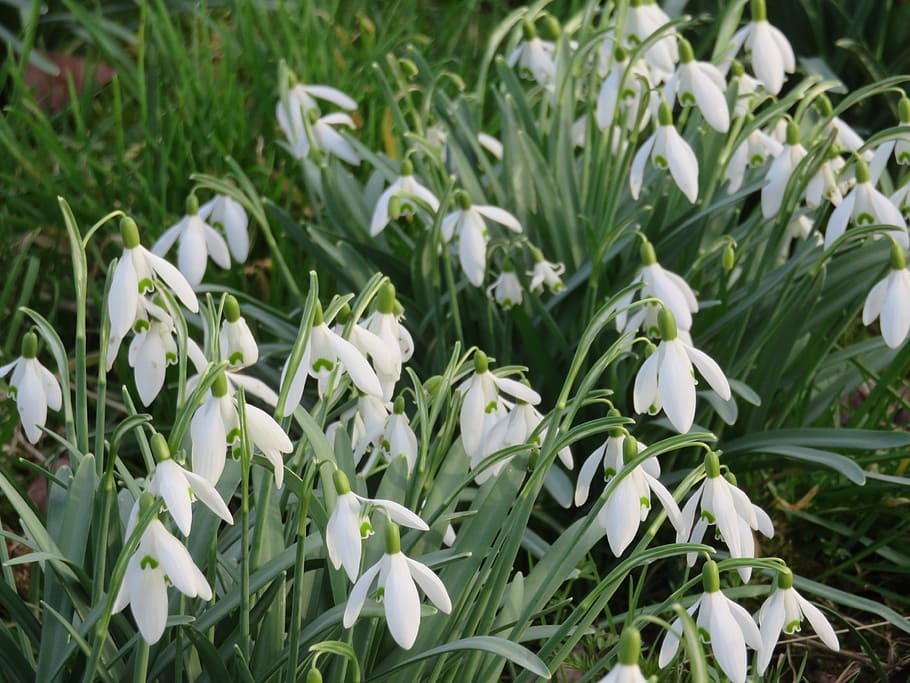 flora, flower, nature, leaf, season, snowdrops, winter, plant HD wallpaper