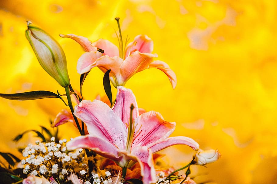 Pink flowers on yellow, nature, plant, beauty In Nature, petal HD wallpaper