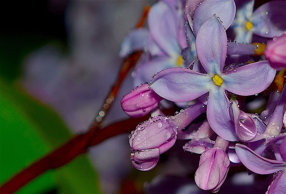 Lilac, Flower, Dew, Spring, Pink, Nature, floral, blooming HD wallpaper