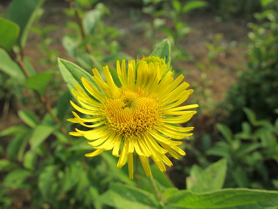 flowers, yellow, natural, flowering plant, freshness, beauty in nature HD wallpaper