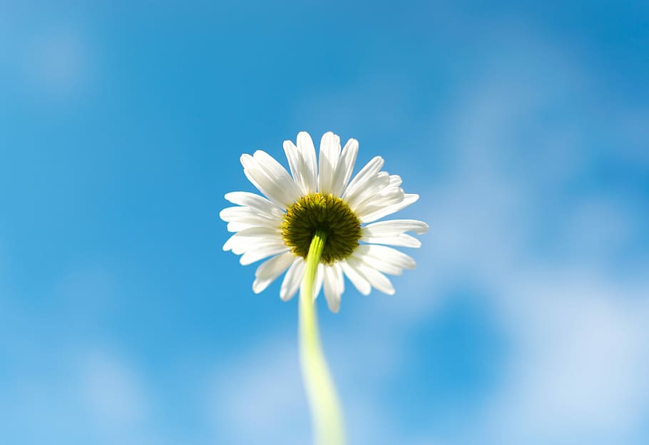 macro shot of white daisy flower, close up photography of daisy flower HD wallpaper