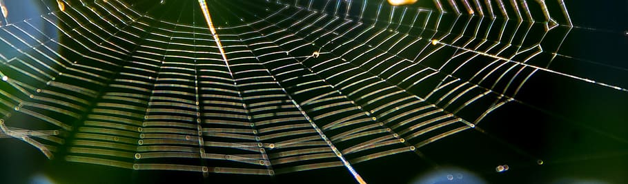 web, spider, trap, silken, symmetry, insect, sunlight, wild HD wallpaper