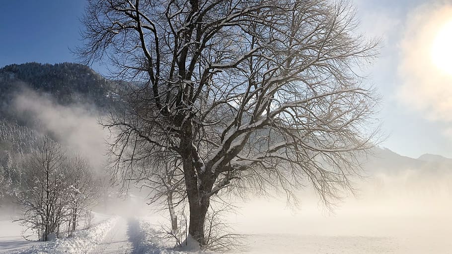 winter, snow, tree, cold, frost, cold temperature, fog, nature HD wallpaper